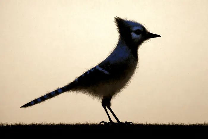 Blue Jay, AI-assisted art made from the photograph above, study 2.