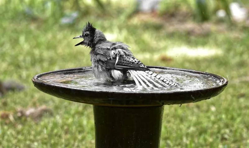 Blue Jay, original photograph.