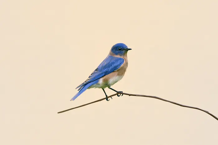 Minimalist print of a blue bird on a thin curved branch against a warm peach background.