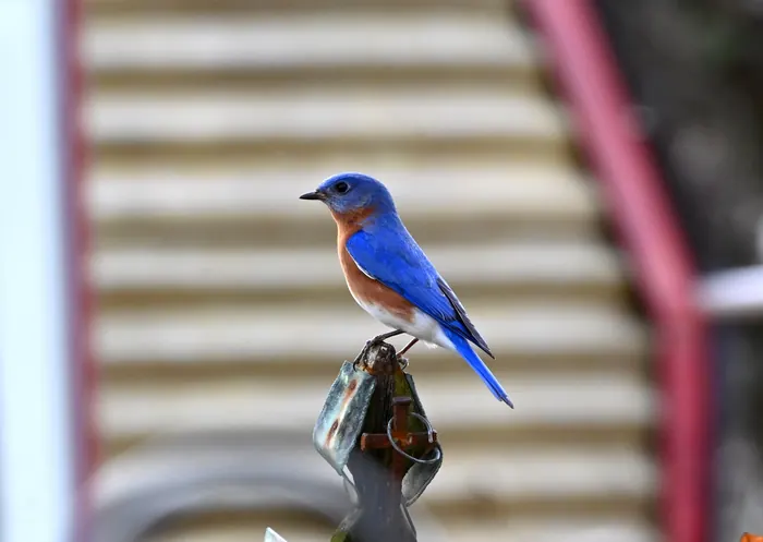 A male eastern bluebird perched on a weathered metal post against a blurred red and tan background.