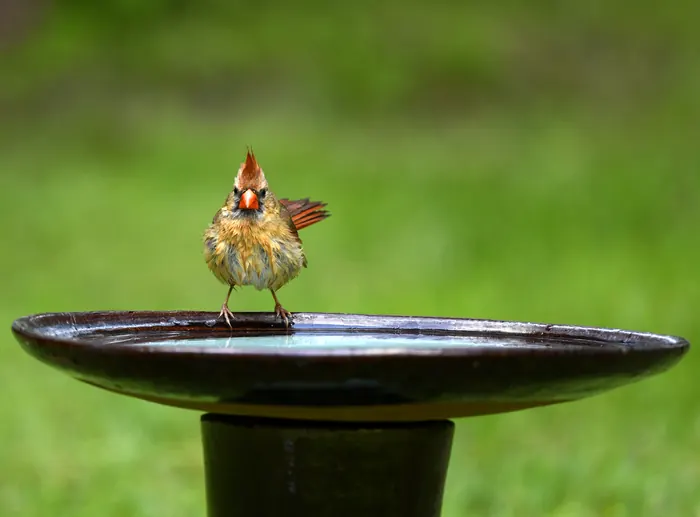 A female northern cardinal perched on the rim of a dark birdbath against a green lawn.