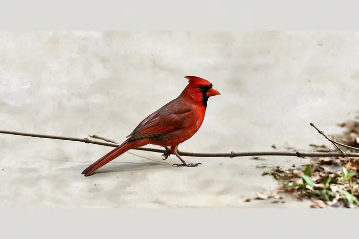 A red cardinal on a bare twig over leaf litter against a pale wall.