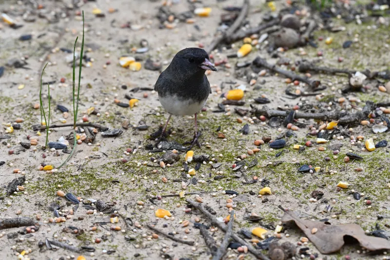 Dark-eyed Junco, original photograph.