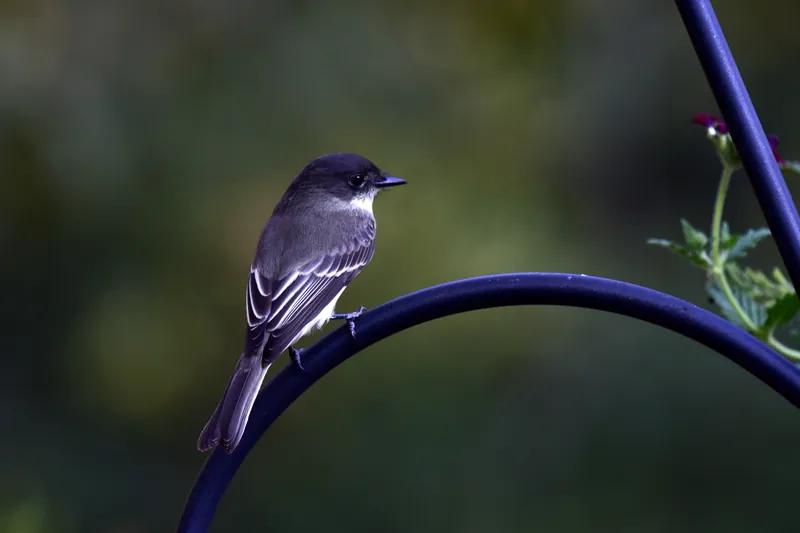 Eastern Phoebe, original photograph.