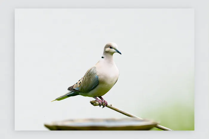 Eurasian Collared Dove, AI-assisted art made from the photograph above, study 3.