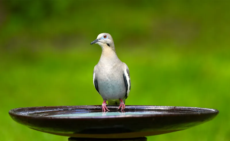 Eurasian Collared Dove, original photograph.