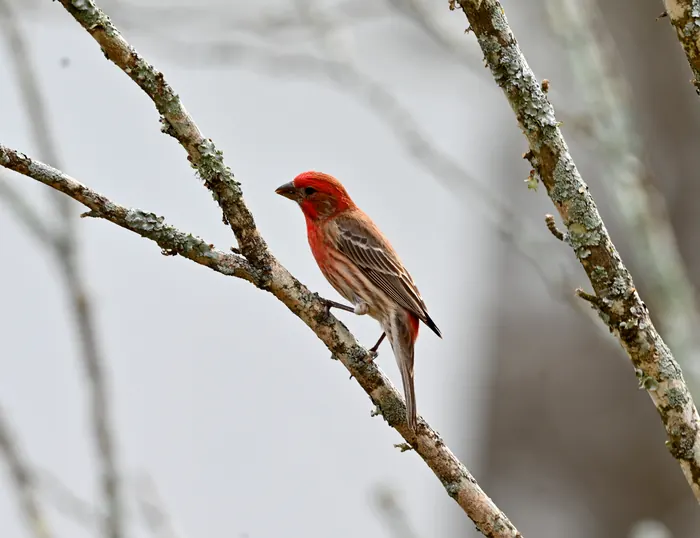 A male house finch with a red head and chest perched on a thin bare branch.