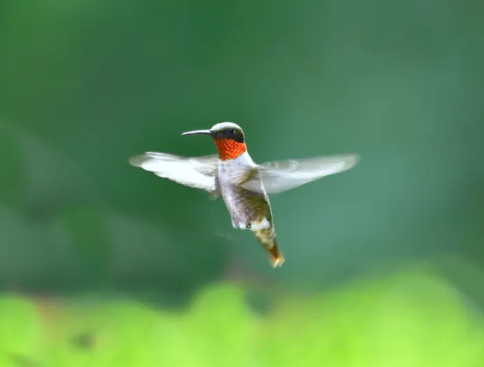 A ruby-throated hummingbird hovering with wings spread against a soft green background.