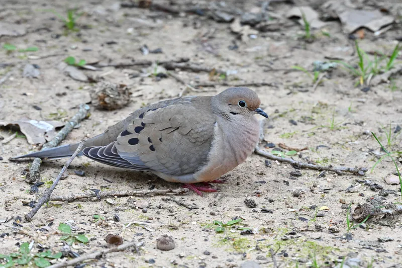 Mourning Dove, original photograph.