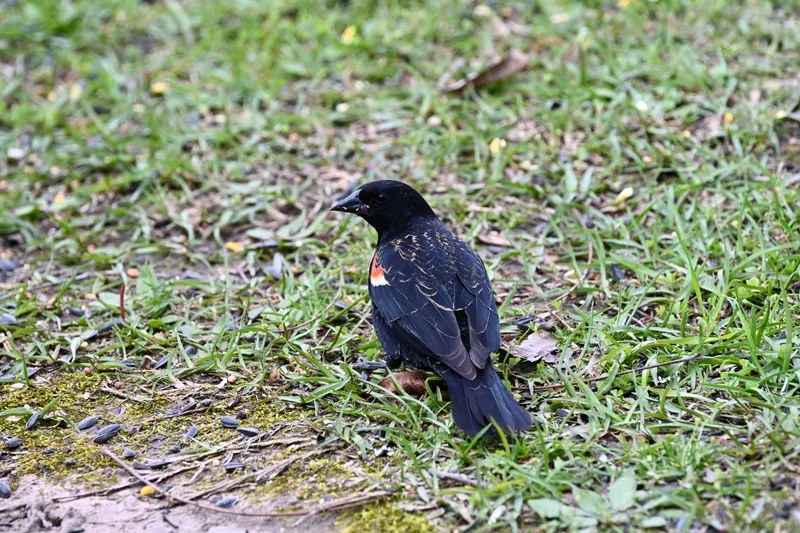 Red-winged Blackbird, original photograph.
