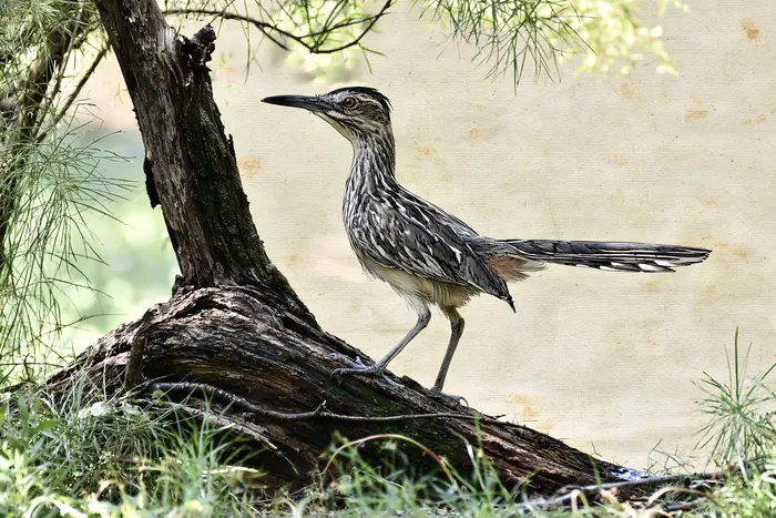 Roadrunner, AI-assisted art made from the photograph above, study 2.