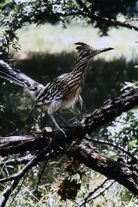 Roadrunner, AI-assisted art made from the photograph above, study 3.