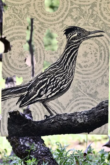 Roadrunner, AI-assisted art made from the photograph above, study 6.