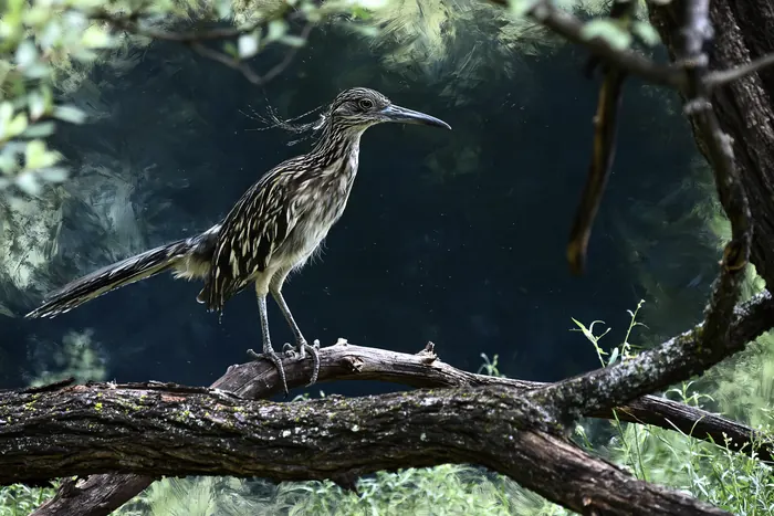 Roadrunner, AI-assisted art made from the photograph above, study 7.
