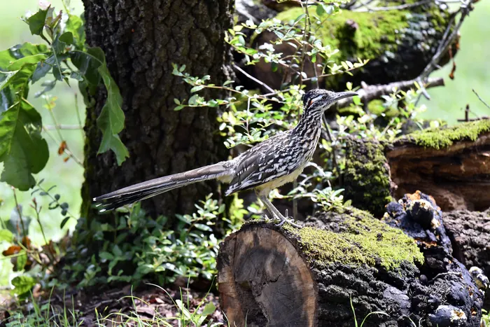 A greater roadrunner standing on a mossy log among green foliage.
