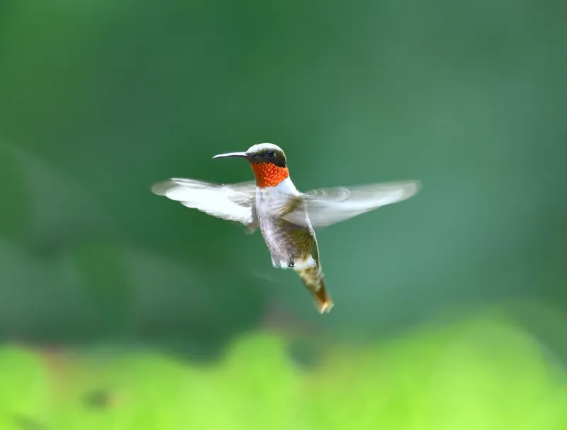 Ruby-throated Hummingbird, original photograph.