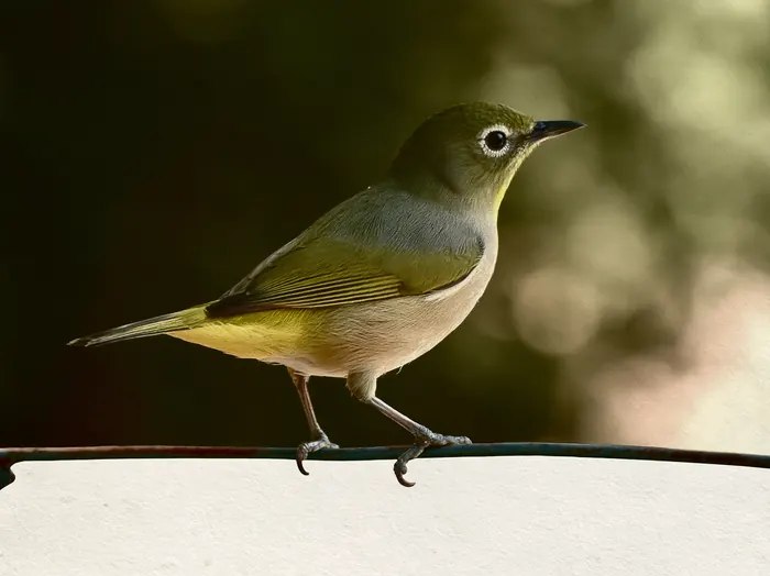 White-eyed Vireo, AI-assisted art made from the photograph above, study 1.