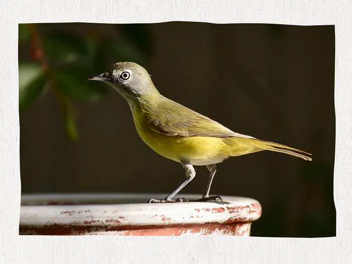 White-eyed Vireo, AI-assisted art made from the photograph above, study 2.