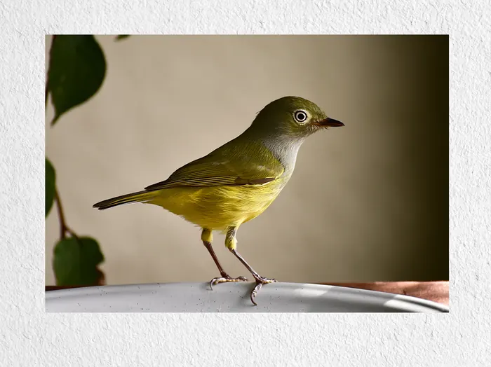White-eyed Vireo, AI-assisted art made from the photograph above, study 4.
