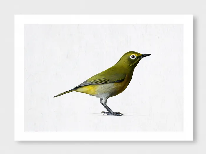 White-eyed Vireo, AI-assisted art made from the photograph above, study 5.