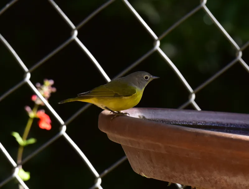 White-eyed Vireo, original photograph.