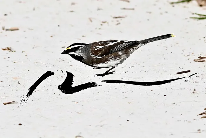 White-throated Sparrow, AI-assisted art made from the photograph above, study 2.
