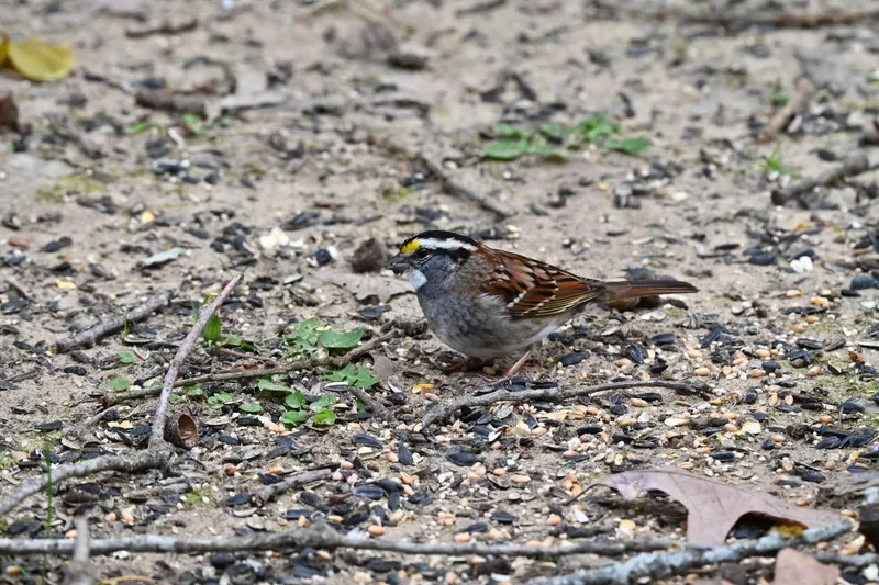 White-throated Sparrow, original photograph.