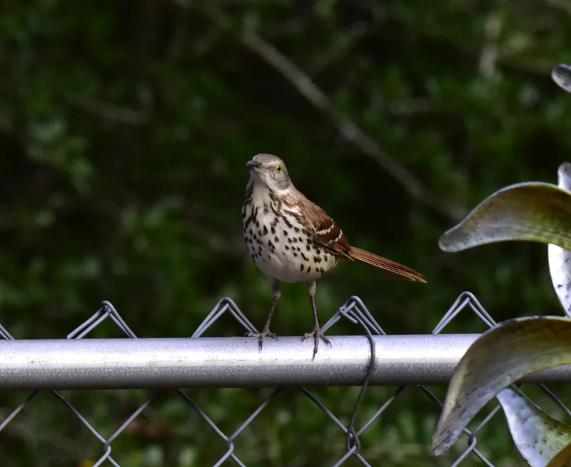 Brown Thrasher, original photograph.